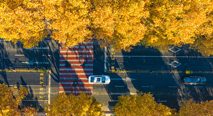 浙江湖州：梧桐大道盡染金黃